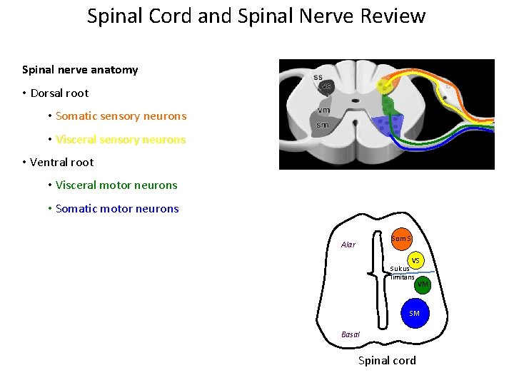 Spinal Cord and Spinal Nerve Review Spinal nerve anatomy • Dorsal root • Somatic