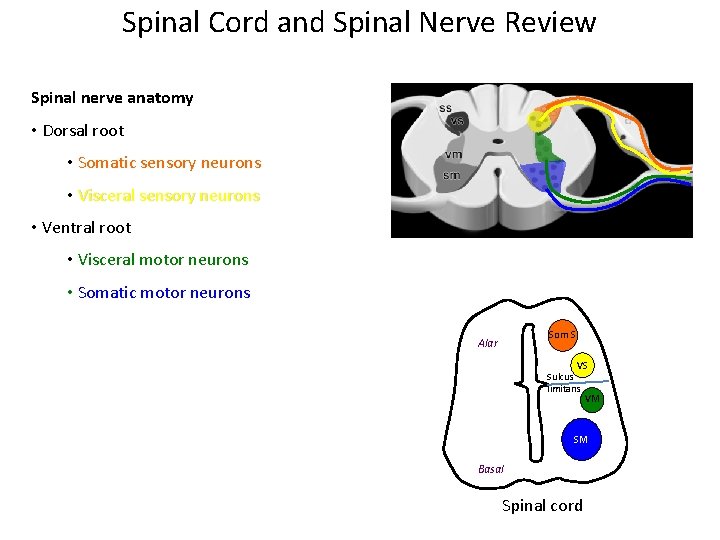 Spinal Cord and Spinal Nerve Review Spinal nerve anatomy • Dorsal root • Somatic Spinal Cord and Spinal Nerve Review Spinal nerve anatomy • Dorsal root • Somatic