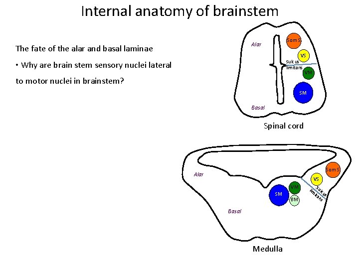 Internal anatomy of brainstem Som S Alar The fate of the alar and basal Internal anatomy of brainstem Som S Alar The fate of the alar and basal