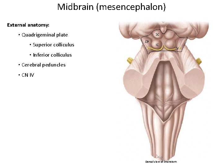 Midbrain (mesencephalon) External anatomy: • Quadrigeminal plate • Superior colliculus SC CP IC IV Midbrain (mesencephalon) External anatomy: • Quadrigeminal plate • Superior colliculus SC CP IC IV
