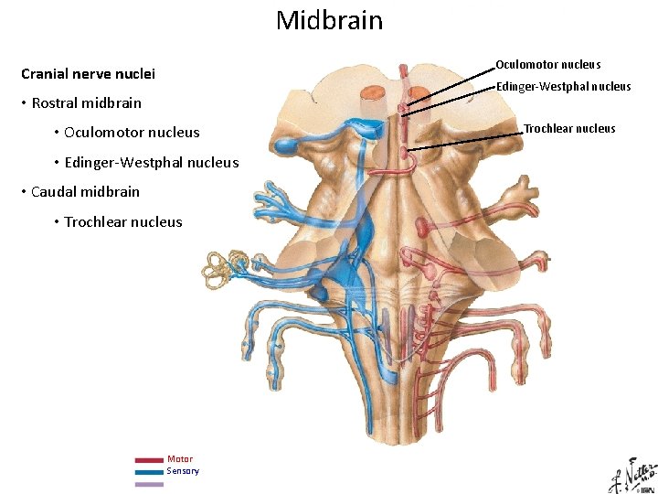 Midbrain Oculomotor nucleus Cranial nerve nuclei Edinger-Westphal nucleus • Rostral midbrain • Oculomotor nucleus Midbrain Oculomotor nucleus Cranial nerve nuclei Edinger-Westphal nucleus • Rostral midbrain • Oculomotor nucleus