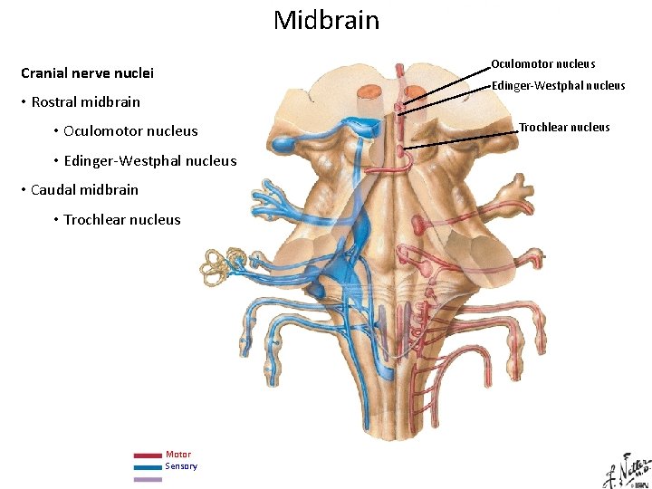 Midbrain Oculomotor nucleus Cranial nerve nuclei Edinger-Westphal nucleus • Rostral midbrain • Oculomotor nucleus