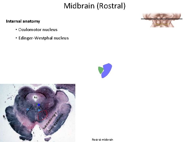 Midbrain (Rostral) Internal anatomy • Oculomotor nucleus • Edinger-Westphal nucleus le nc pe du