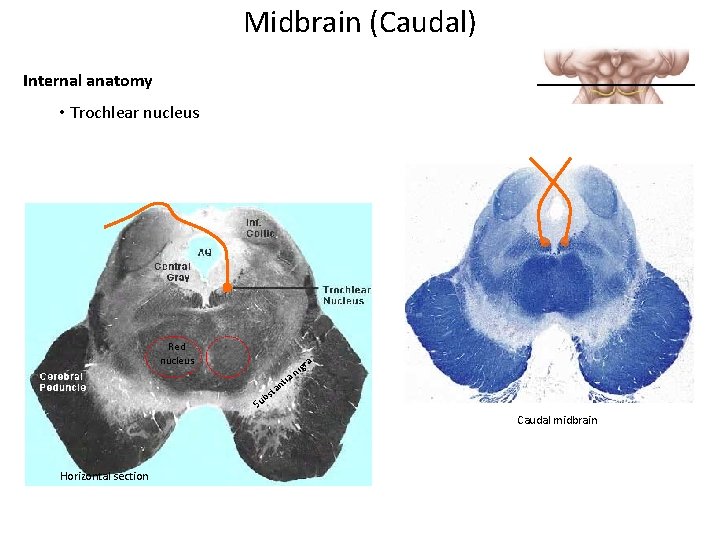 Midbrain (Caudal) Internal anatomy • Trochlear nucleus Red nucleus b Su i nt sta