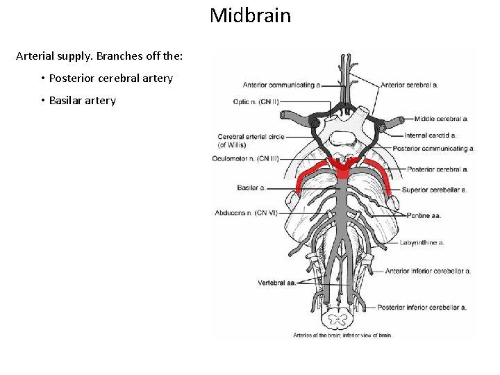 Midbrain Arterial supply. Branches off the: • Posterior cerebral artery • Basilar artery 