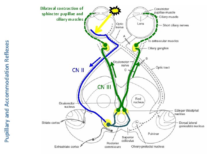 Pupillary and Accommodation Reflexes Bilateral contraction of sphincter pupillae and ciliary muscles CN III Pupillary and Accommodation Reflexes Bilateral contraction of sphincter pupillae and ciliary muscles CN III