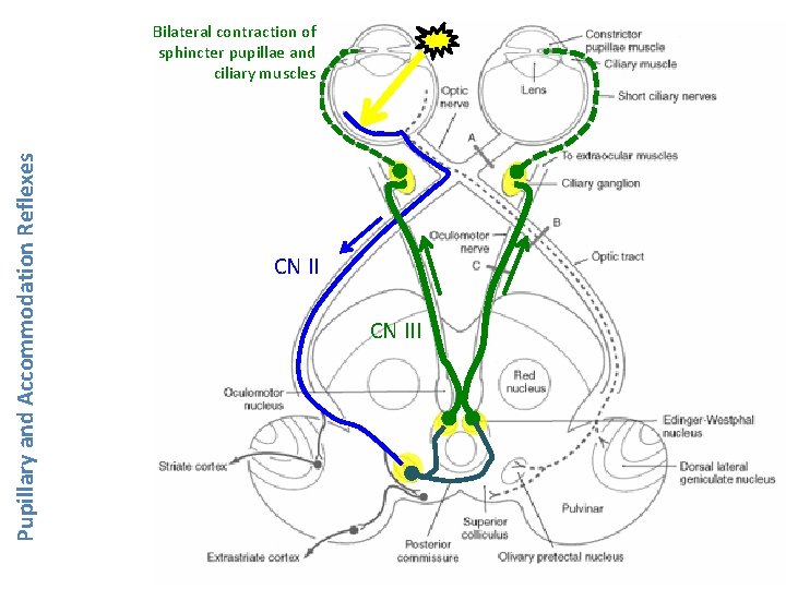 Pupillary and Accommodation Reflexes Bilateral contraction of sphincter pupillae and ciliary muscles CN III