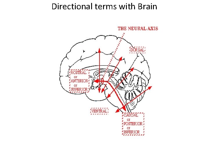 Directional terms with Brain 