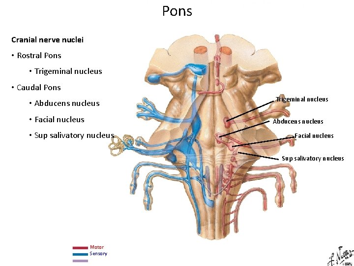 Pons Cranial nerve nuclei • Rostral Pons • Trigeminal nucleus • Caudal Pons • Pons Cranial nerve nuclei • Rostral Pons • Trigeminal nucleus • Caudal Pons •