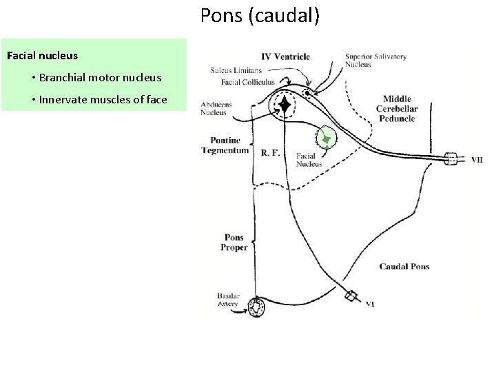Pons (caudal) Facial nucleus • Branchial motor nucleus • Innervate muscles of face Pons (caudal) Facial nucleus • Branchial motor nucleus • Innervate muscles of face