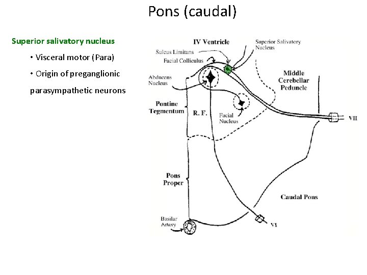 Pons (caudal) Superior salivatory nucleus • Visceral motor (Para) • Origin of preganglionic parasympathetic Pons (caudal) Superior salivatory nucleus • Visceral motor (Para) • Origin of preganglionic parasympathetic