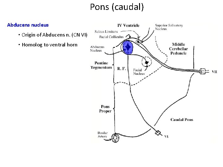 Pons (caudal) Abducens nucleus • Origin of Abducens n. (CN VI) • Homolog to