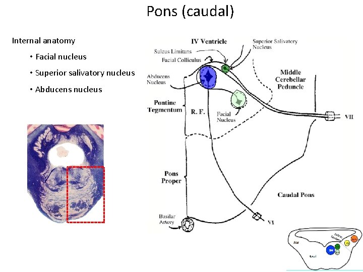 Pons (caudal) Internal anatomy • Facial nucleus • Superior salivatory nucleus • Abducens nucleus