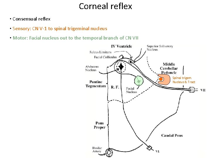 Corneal reflex • Consensual reflex • Sensory: CN V-1 to spinal trigeminal nucleus • Corneal reflex • Consensual reflex • Sensory: CN V-1 to spinal trigeminal nucleus •