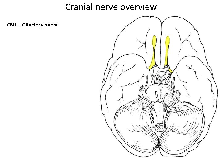 Cranial nerve overview CN I – Olfactory nerve 