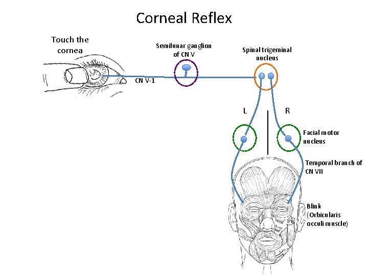 Corneal Reflex Touch the cornea Semilunar ganglion of CN V Spinal trigeminal nucleus CN Corneal Reflex Touch the cornea Semilunar ganglion of CN V Spinal trigeminal nucleus CN