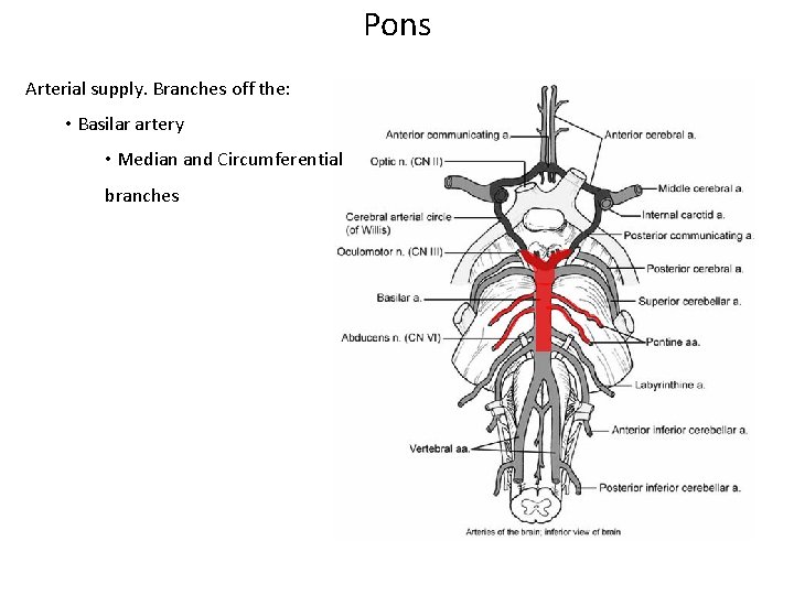 Pons Arterial supply. Branches off the: • Basilar artery • Median and Circumferential branches