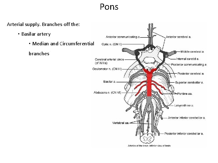Pons Arterial supply. Branches off the: • Basilar artery • Median and Circumferential branches Pons Arterial supply. Branches off the: • Basilar artery • Median and Circumferential branches