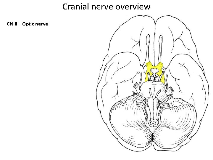 Cranial nerve overview CN II – Optic nerve Cranial nerve overview CN II – Optic nerve