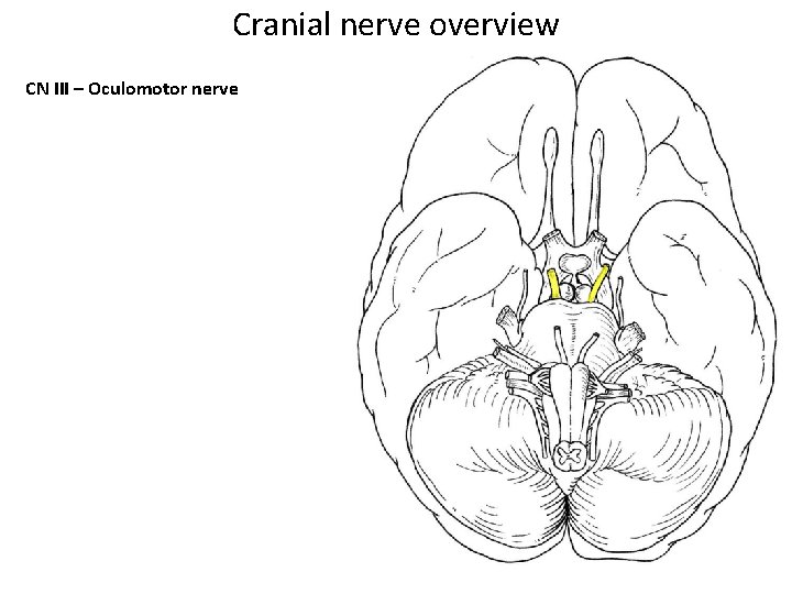 Cranial nerve overview CN III – Oculomotor nerve 