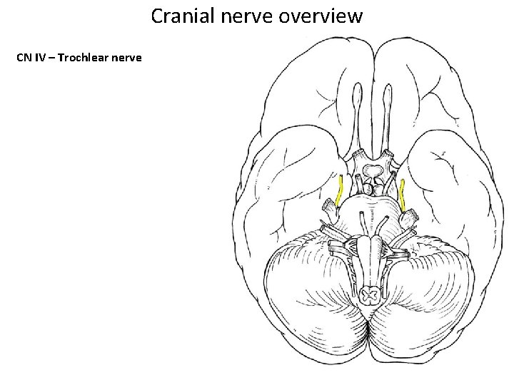 Cranial nerve overview CN IV – Trochlear nerve 