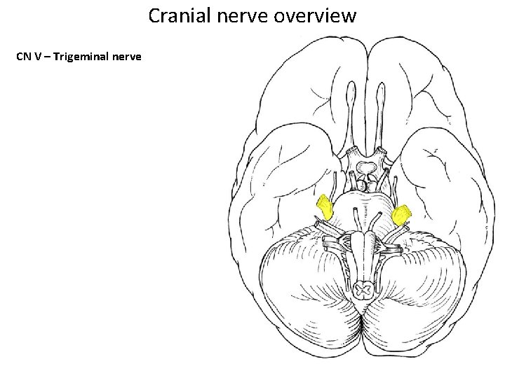 Cranial nerve overview CN V – Trigeminal nerve 