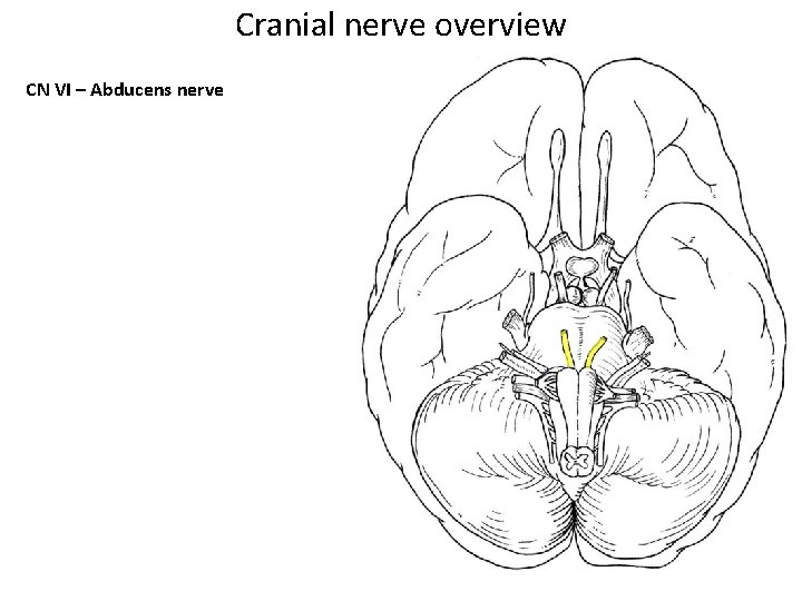 Cranial nerve overview CN VI – Abducens nerve 