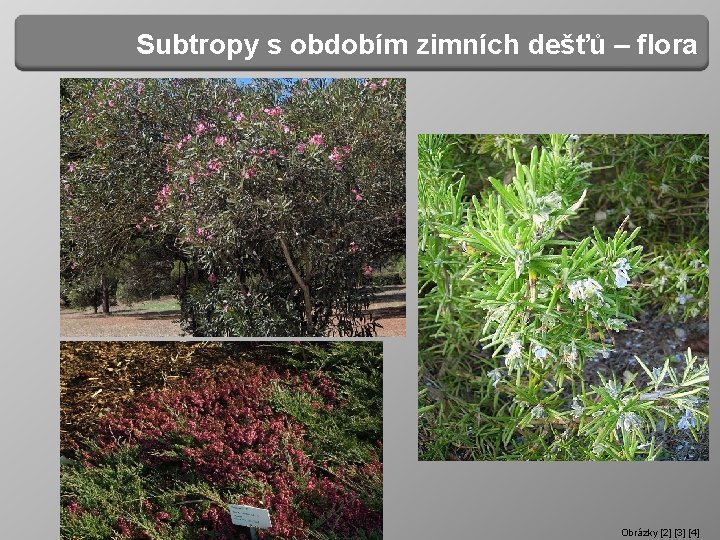 Subtropy s obdobím zimních dešťů – flora Obrázky [2] [3] [4] 