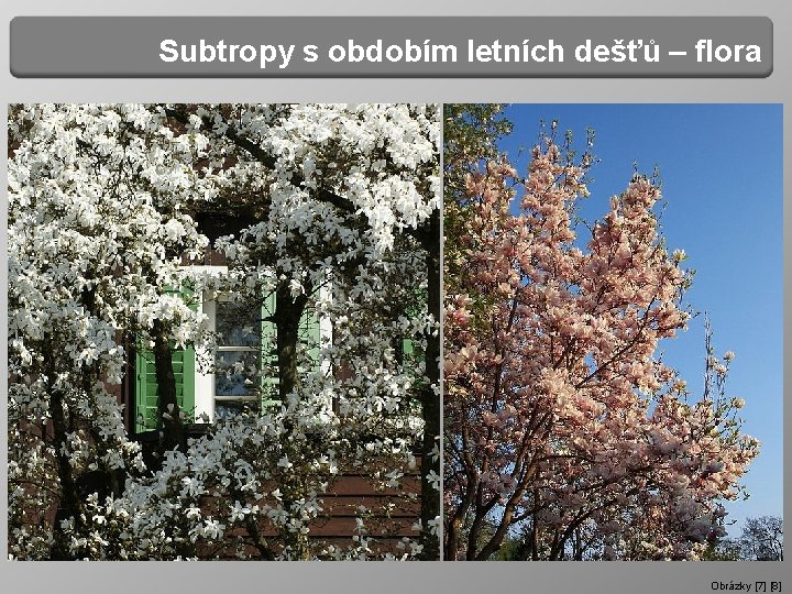 Subtropy s obdobím letních dešťů – flora Obrázky [7] [8] 