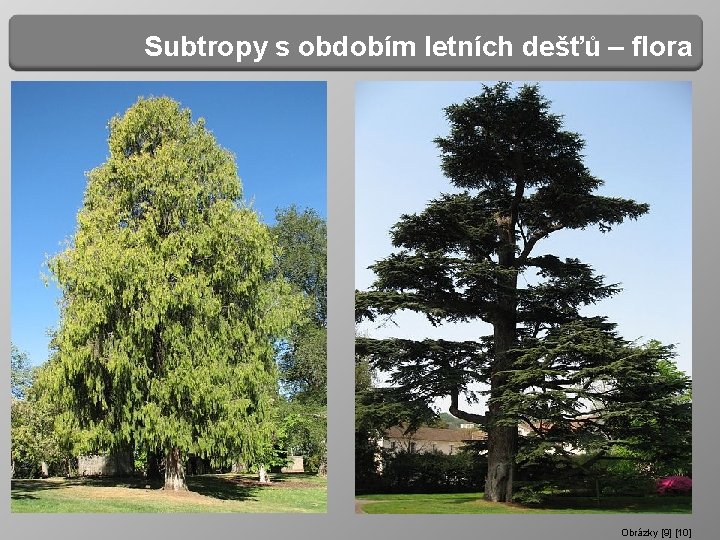 Subtropy s obdobím letních dešťů – flora Obrázky [9] [10] 