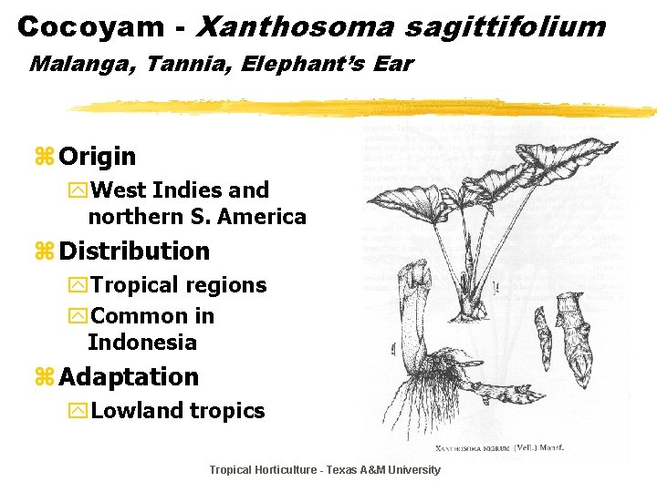 Cocoyam - Xanthosoma sagittifolium Malanga, Tannia, Elephant’s Ear z Origin y. West Indies and