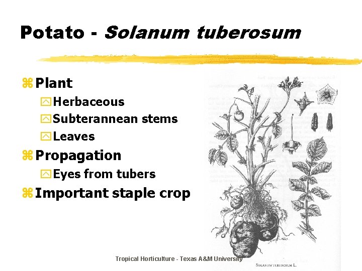 Potato - Solanum tuberosum z Plant y. Herbaceous y. Subterannean stems y. Leaves z
