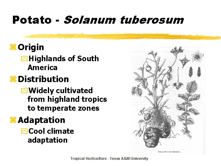 Potato - Solanum tuberosum z Origin y. Highlands of South America z Distribution y.