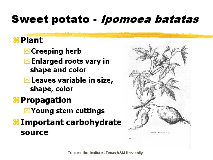 Sweet potato - Ipomoea batatas z Plant y. Creeping herb y. Enlarged roots vary