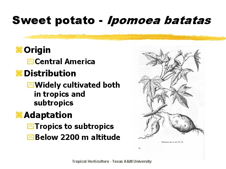 Sweet potato - Ipomoea batatas z Origin y. Central America z Distribution y. Widely