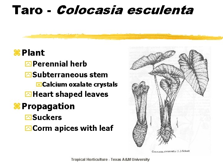 Taro - Colocasia esculenta z Plant y. Perennial herb y. Subterraneous stem x. Calcium