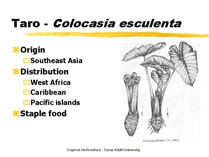 Taro - Colocasia esculenta z Origin y. Southeast Asia z Distribution y. West Africa