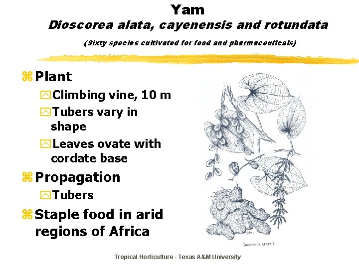 Yam Dioscorea alata, cayenensis and rotundata (Sixty species cultivated for food and pharmaceuticals) z