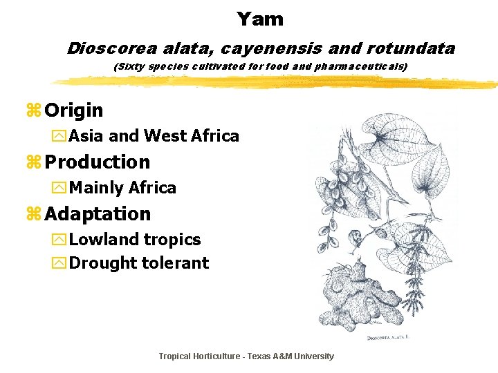 Yam Dioscorea alata, cayenensis and rotundata (Sixty species cultivated for food and pharmaceuticals) z