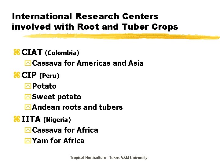 International Research Centers involved with Root and Tuber Crops z CIAT (Colombia) y. Cassava