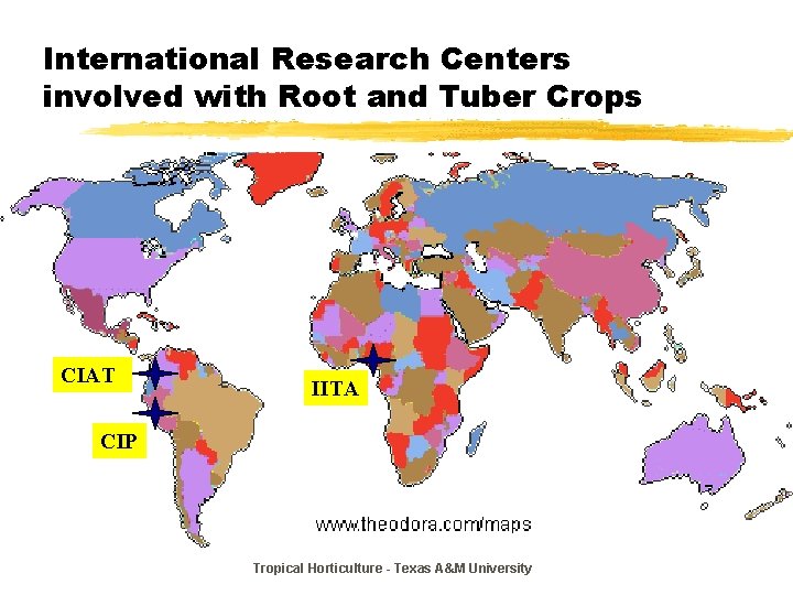 International Research Centers involved with Root and Tuber Crops CIAT IITA CIP Tropical Horticulture