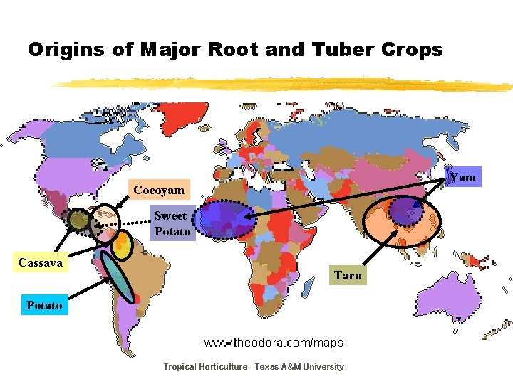 Origins of Major Root and Tuber Crops Yam Cocoyam Sweet Potato Cassava Taro Potato