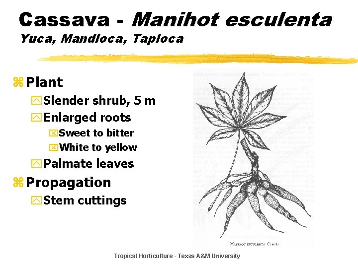 Cassava - Manihot esculenta Yuca, Mandioca, Tapioca z Plant y. Slender shrub, 5 m