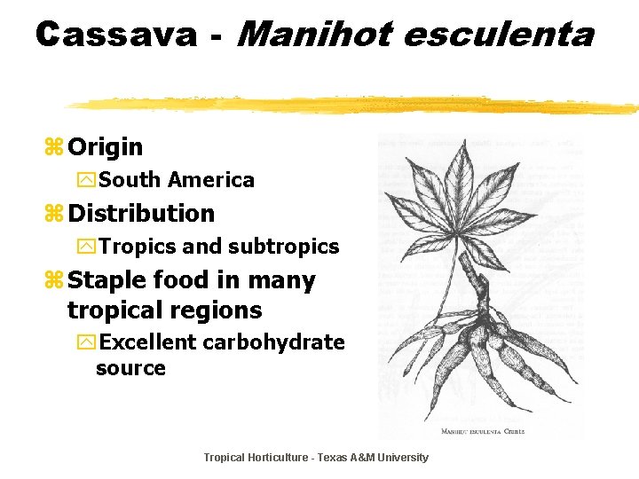 Cassava - Manihot esculenta z Origin y. South America z Distribution y. Tropics and