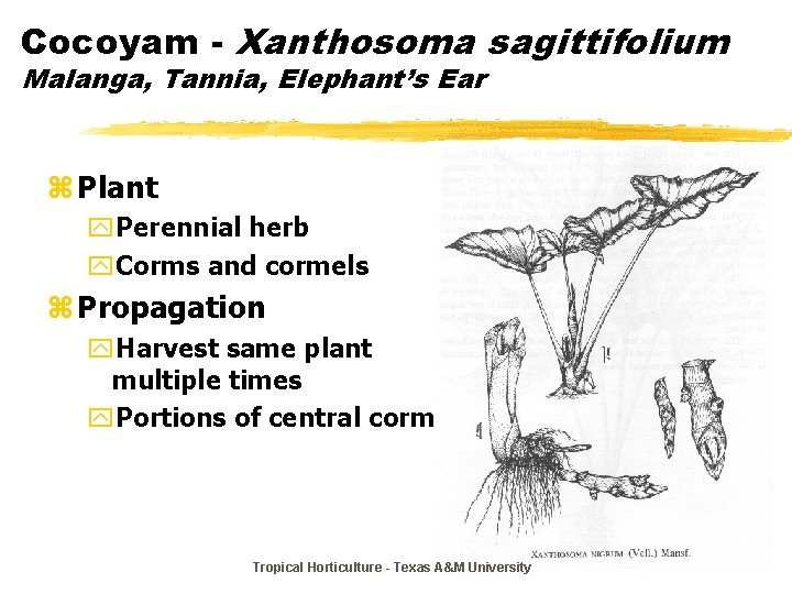 Cocoyam - Xanthosoma sagittifolium Malanga, Tannia, Elephant’s Ear z Plant y. Perennial herb y.