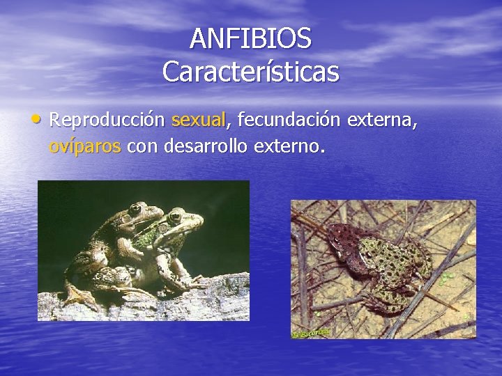 ANFIBIOS Características • Reproducción sexual, fecundación externa, ovíparos con desarrollo externo. 