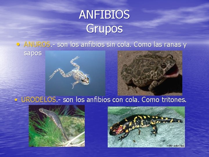 ANFIBIOS Grupos • ANUROS. - son los anfibios sin cola. Como las ranas y