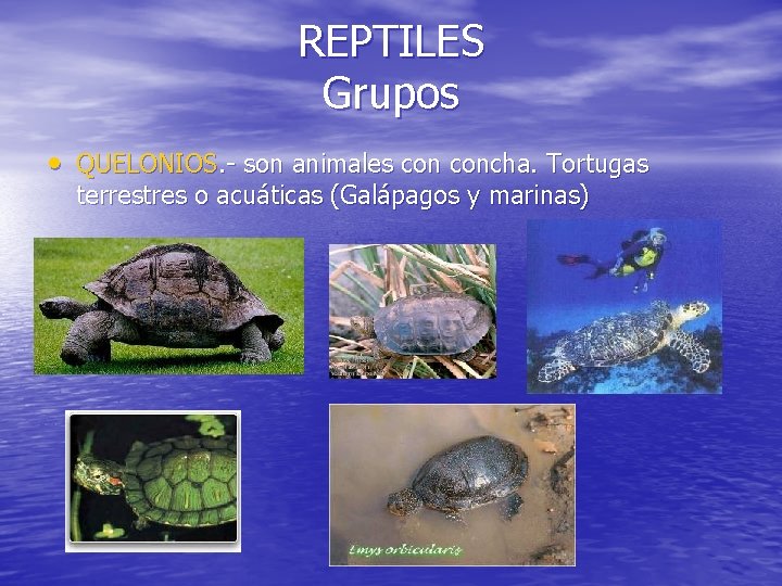 REPTILES Grupos • QUELONIOS. - son animales concha. Tortugas terrestres o acuáticas (Galápagos y