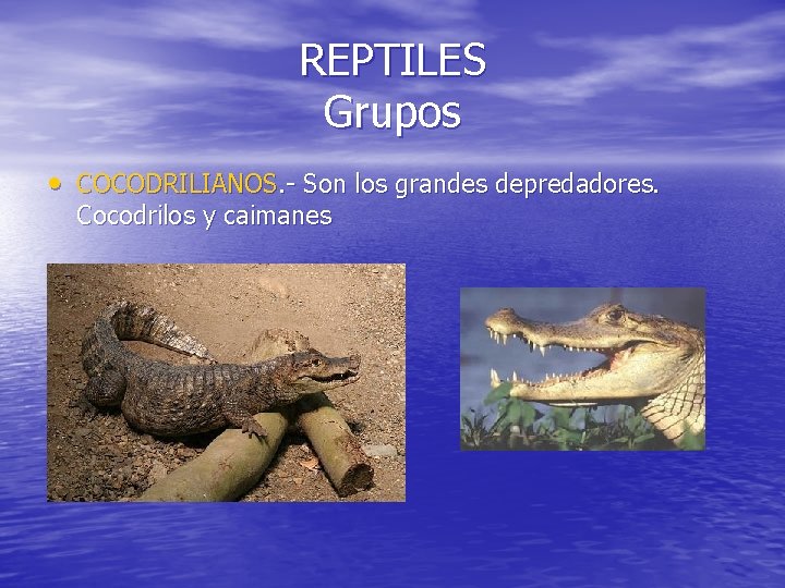 REPTILES Grupos • COCODRILIANOS. - Son los grandes depredadores. Cocodrilos y caimanes 