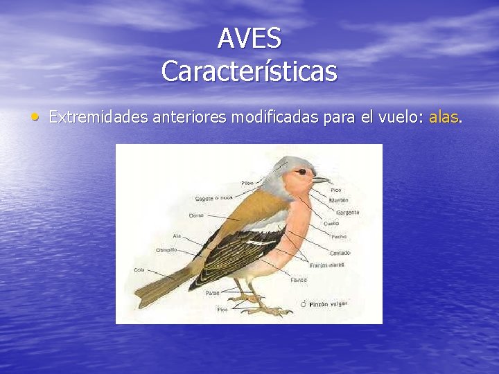 AVES Características • Extremidades anteriores modificadas para el vuelo: alas. 